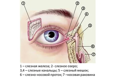 Грустные женские грустные люди слезы на окне изображение_Фото номер  501743231_JPG Формат изображения_