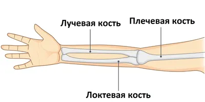 Как распознать перелом руки и что делать дальше - Лайфхакер