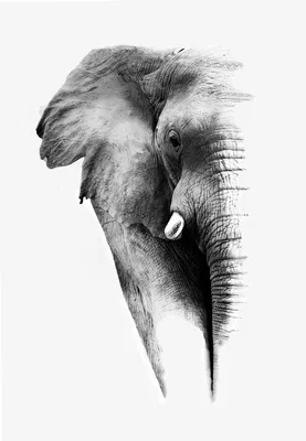 Стоковая фотография слон на черном фоне. | Elephant pictures, Elephant art,  Elephant print art