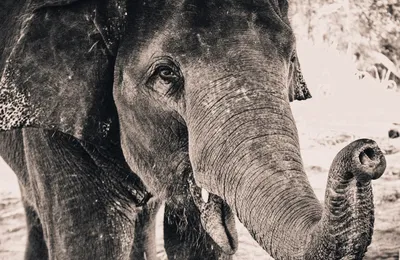 Фотообои Внимание слона nus_10018 купить в Украине | Интернет-магазин  