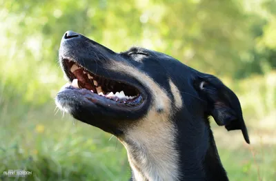 Смех продлевает Наши любимые животные - АйДаПрикол | Маленькие щенки,  Животные, Смешные морды животных