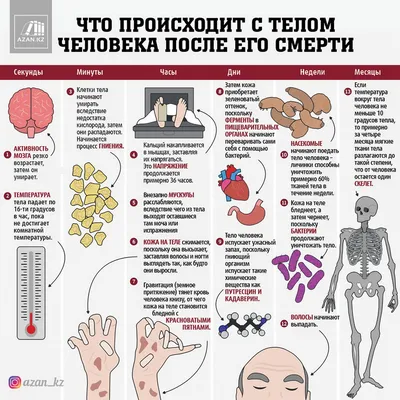 Смерть по расчету: найден способ быстро узнать время гибели человека |  Статьи | Известия