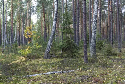 Опушка хвойного смешанного леса, …» — создано в Шедевруме