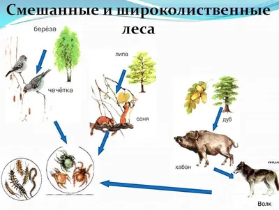 Смешанного леса #63