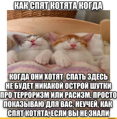 Смешные котики (55 фото)