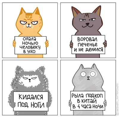 Что ты делаешь в свободное время? ••г* В какое? ''' Ну в свободное Это  какое? Когда не за / грустный кот :: смешные картинки (фото приколы) ::  котэ (прикольные картинки с кошками) /