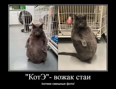 Смешной кот (8 фото) » Триникси