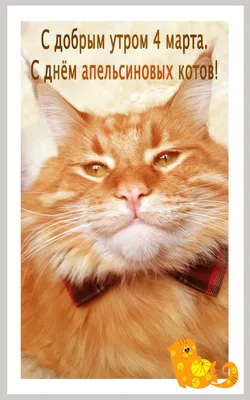 0304 с днём апельсинового кота | Открытки, Милые открытки, Веселые картинки