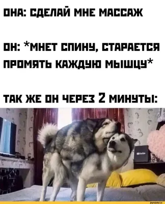 Пин от пользователя Людмила на доске animals | Смешные мемы, Веселые мемы,  Мемы