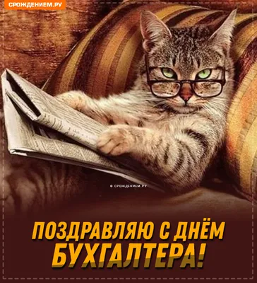 Прикольная открытка с Днём Бухгалтера, с котом в очках • Аудио от Путина,  голосовые, музыкальные