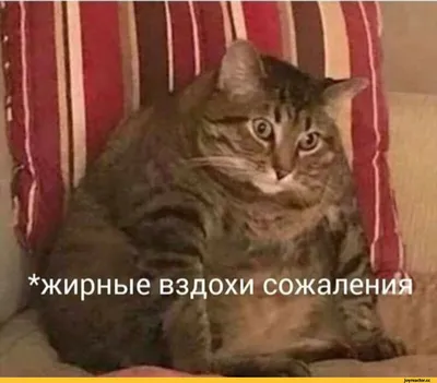 котейка :: покормите :: гиф анимация (гифки - ПРИКОЛЬНЫЕ gif анимашки) /  смешные картинки и другие приколы: комиксы, гиф анимация, видео, лучший  интеллектуальный юмор.