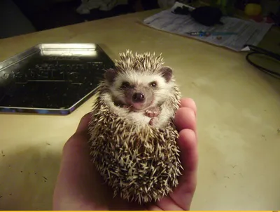 Прикольные Веселые Ежики! Funny Hedgehogs / Позитивное Видео :) - YouTube