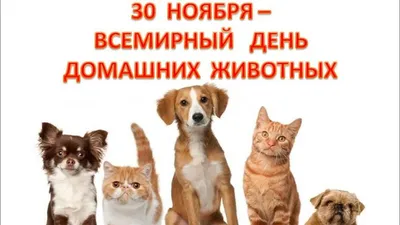 Анекдоты про котов: 50+ шуток, которые поднимут вам настроение