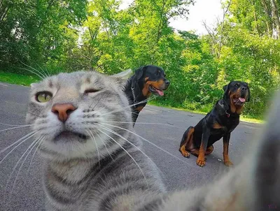 17 смешных фотографий котов и собак, от которых внутри вырабатывается  счастье / AdMe