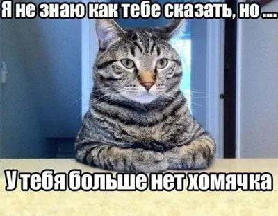 Смешные, позитивные фото кошек. Коты, которые рассмешат каждого 😂.  Интересная информация про кошек | Все про кошек | Дзен