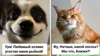 Смешные истории про котов и кошек