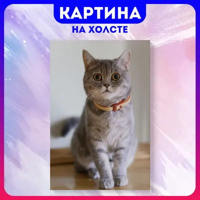 Картина на холсте Смешные коты забавный кот животные (9) 30х40 см - купить  по низкой цене в интернет-магазине OZON (1165568873)