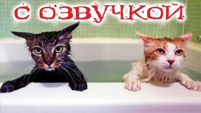 ПРИКОЛЫ С ЖИВОТНЫМИ ДО СЛЕЗ / Смешные КОТЫ 2021 / Приколы с КОТАМИ / Funny  ANIMALS video #14 - YouTube