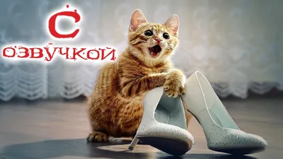 НОВЫЕ ПРИКОЛЫ КОТОВ! КОТ МАЛЫШ И МУРКА РАЗЫГРАНЫ / НОВЫЕ СМЕШНЫЕ ПРИКОЛЫ/  Кролик Баффи и кот Малыш - YouTube