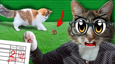 ПРИКОЛЫ С ЖИВОТНЫМИ ДО СЛЕЗ / Смешные КОТЫ 2021 / Приколы с КОТАМИ / Funny  ANIMALS video #14 - YouTube