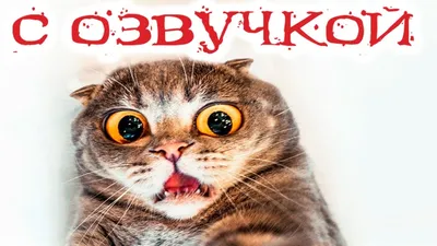 Приколы с котами! Смешные коты с ОЗВУЧКОЙ! СМЕШНЫЕ ЖИВОТНЫЕ 2022! Ржака до  слез – Доми шоу - YouTube