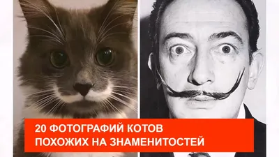 Смешные коты и кошки | видео и фото, до слез