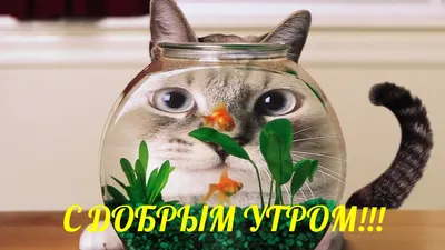 Смешные про котов [46 картинок]