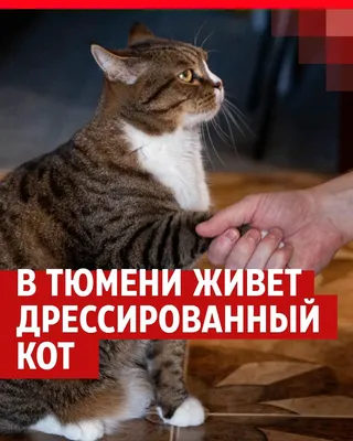 Смешные про котов [46 картинок]