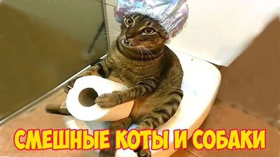 Мемы с котиками | Пикабу