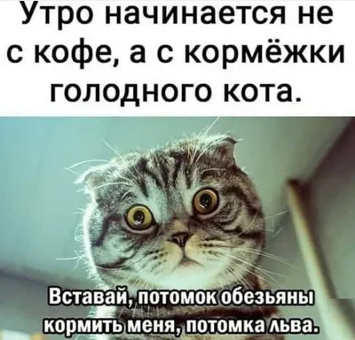 смешные коты »  - Источник Хорошего Настроения