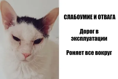 Смешные коты - виды Хоба в природе - 