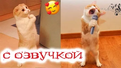 Приколы с котами! Смешные коты с ОЗВУЧКОЙ! СМЕШНЫЕ ЖИВОТНЫЕ 2022! Попробуй  не засмеяться! - YouTube