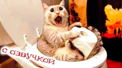 Приколы с котами! Смешные коты с ОЗВУЧКОЙ! СМЕШНЫЕ ЖИВОТНЫЕ 2022! Ржака до  слез – Доми шоу - YouTube