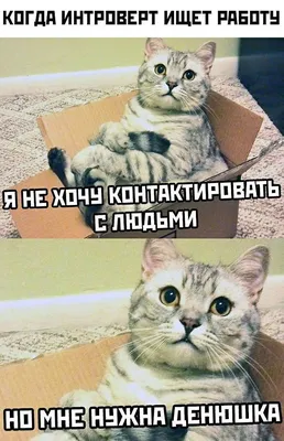 котэ (прикольные картинки с кошками) / смешные картинки и другие приколы:  комиксы, гиф анимация, видео, лучший интеллектуальный юмор.