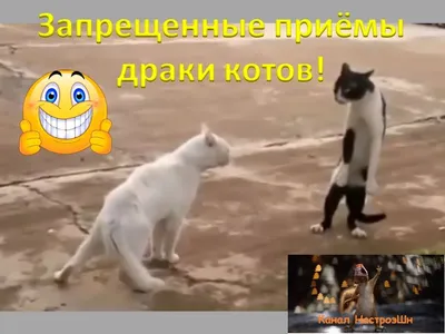 Смешные кошки #2 - подборка 2013 — Видео | ВКонтакте