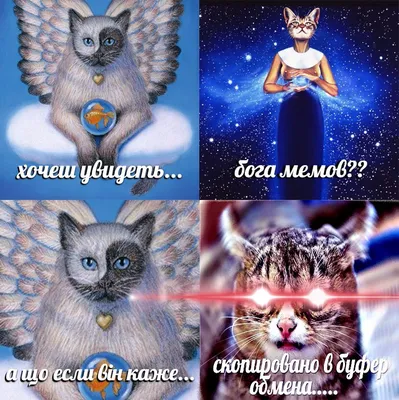 Смешные котики! Мемы и приколы с котами!😻😻😻 | Смешные котики | Дзен