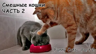 Смешные котики | Пикабу