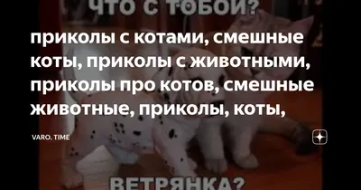 приколы с котами, смешные коты, приколы с животными, приколы про котов,  смешные животные, приколы, коты, | ДТП TIME | Дзен