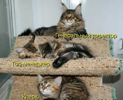 Смешные коты (60 фото)