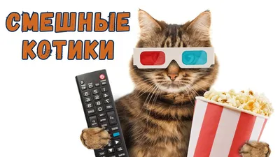 Смешные коты (16 фото) | Прикол.ру - приколы, картинки, фотки и розыгрыши!