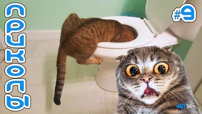 Самые смешные коты. Приколы с котами. Funny cats. - Coub - The Biggest  Video Meme Platform