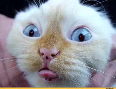 Смешные и милые котики: подборка видео приколов #6 - YouTube
