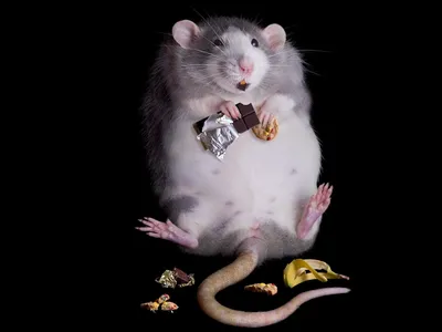 Смешные мышей картинки
