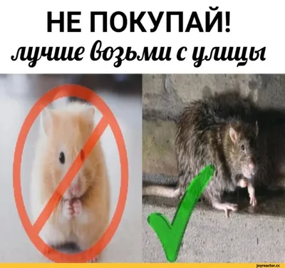 🐭📱🐭 мышка с телефоном, смешные …» — создано в Шедевруме