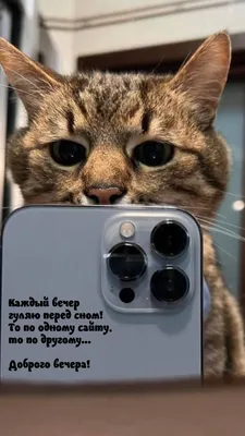 Котоматрица: Ну что, посмеемся на ночь глядя??? — обсуждение в группе  "Кошки" | Птичка.ру