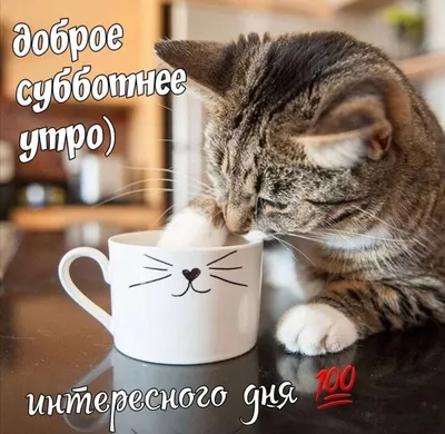 Мемы субботы, а мы такие загораем😸 | Кот в валенках Марсель | Дзен