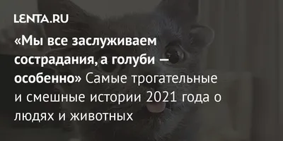 Прикольные картинки с надписями и смешные животные (30 картинок) от 16  декабря 2017 | Екабу.ру - развлекательный портал
