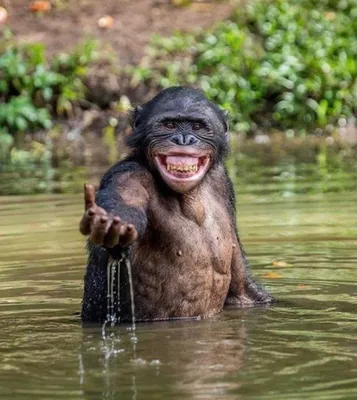 Friends of Bonobos on Twitter: "2/2 In picture 2 the grinning chimp's lips  are drawn back exposing the gums. This face suggests fear or nervousness,  maybe a desire for acceptance. Use context