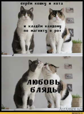 берём кошку и кота Н ***;; и кладём каждому по магниту в рот к * »1 4!. 1  любов блядь Ш*.- / любовь :: котики :: приколы :: котэ (прикольные картинки  с