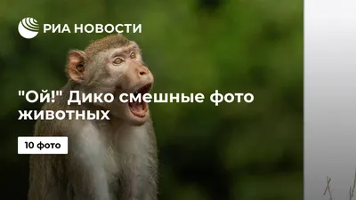 Опубликованы фото победителей конкурса Comedy Wildlife Photography Awards  2022 | РБК Life